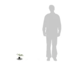 Ceanothe Thyrsiflorus Var. Repens/pot De 4l - 40/60 Cm -Jardin Harmonie Soldes Boutique 63fdf47b338299.39215470