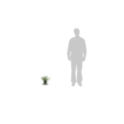 Ceanothe Thyrsiflorus Var. Repens/pot De 4l - 40/60 Cm -Jardin Harmonie Soldes Boutique 63fdf47b36ca40.50074896