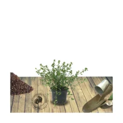 Ceanothe Thyrsiflorus Var. Repens/pot De 4l - 40/60 Cm -Jardin Harmonie Soldes Boutique 63fdf47b3b4e69.46135419