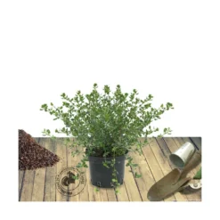 Ceanothe Thyrsiflorus Var. Repens/pot De 4l - 40/60 Cm -Jardin Harmonie Soldes Boutique 63fdf47b4e22a6.91186754
