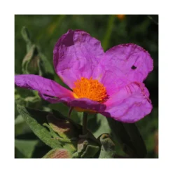 Ciste Pourpre Purpureus/pot De 4l - 40/60 Cm -Jardin Harmonie Soldes Boutique 63fdf48094f861.80590374