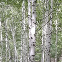 Bouleau Utilis/pot De 10l - 175/200 Cm -Jardin Harmonie Soldes Boutique 63fdf483f18392.29934536