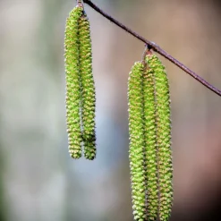 Bouleau Utilis/pot De 10l - 175/200 Cm -Jardin Harmonie Soldes Boutique 63fdf484017194.22140049