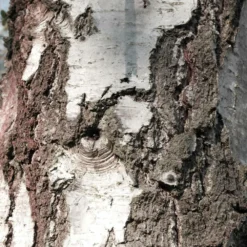 Bouleau Utilis/pot De 10l - 175/200 Cm -Jardin Harmonie Soldes Boutique 63fdf48416b7f7.95793162