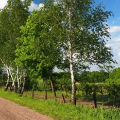 Bouleau Utilis/pot De 10l - 175/200 Cm -Jardin Harmonie Soldes Boutique 63fdf4841d7761.55433812