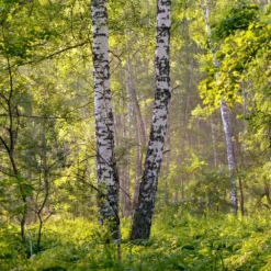 Bouleau Utilis/pot De 10l - 175/200 Cm -Jardin Harmonie Soldes Boutique 63fdf484219600.31420579