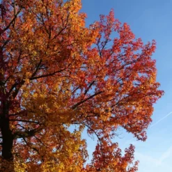 Copalme D'amérique Styraciflua Worplesdon/pot De 10l - 125/150 Cm -Jardin Harmonie Soldes Boutique 64009864559ce2.55659192