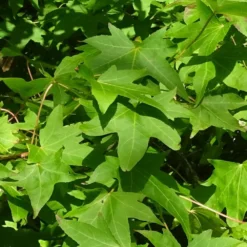 Copalme D'amérique Styraciflua Worplesdon/pot De 10l - 125/150 Cm -Jardin Harmonie Soldes Boutique 6400986459fd07.20346548