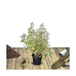 Elaeagnus X Ebbingei Viveleg®/pot De 7,5l - 80/100 Cm -Jardin Harmonie Soldes Boutique 640098670c86d5.86233137