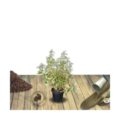 Elaeagnus X Ebbingei Viveleg®/pot De 7,5l - 80/100 Cm -Jardin Harmonie Soldes Boutique 640098671027a1.90271693