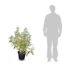 Elaeagnus X Ebbingei Viveleg®/pot De 7,5l - 80/100 Cm -Jardin Harmonie Soldes Boutique 640098671cc634.82681727