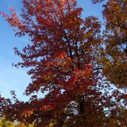 Copalme D'amérique Styraciflua/pot De 10l - 100/125 Cm -Jardin Harmonie Soldes Boutique 640098785461b8.45225375