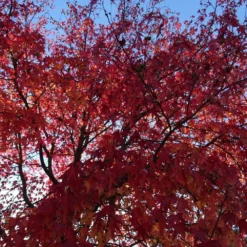 Copalme D'amérique Styraciflua/pot De 10l - 100/125 Cm -Jardin Harmonie Soldes Boutique 640098785aba64.64472349