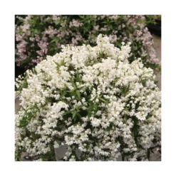 Deutzie X Hybrida Yuki Snowflake® 'ncdx1'/pot De 3l - 20/40 Cm -Jardin Harmonie Soldes Boutique 64009879e482b6.14119373