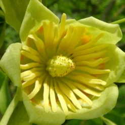 Tulipier De Virginie Tulipifera/pot De 25l - 175/200 Cm -Jardin Harmonie Soldes Boutique 6400987ca24555.47436489