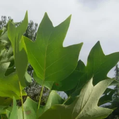 Tulipier De Virginie Tulipifera/pot De 25l - 175/200 Cm -Jardin Harmonie Soldes Boutique 6400987ca6fd14.80585266