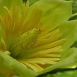 Tulipier De Virginie Tulipifera/pot De 25l - 175/200 Cm -Jardin Harmonie Soldes Boutique 6400987cb42711.62826386