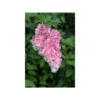 Hortensia 'vanille Fraise ?' - Pot De 3 Litres 2 Hortensia 'vanille Fraise ?' - Pot De 3 Litres -Jardin Harmonie Soldes Boutique 64033a02af00f9.13269993