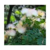 Albizia Kalkora (arbre à Soie Persane) Blanc - Taille Pot De 3.5l - 80/100cm -Jardin Harmonie Soldes Boutique 64038b0fa7e9f5.09714500