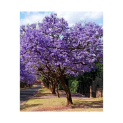 Jacaranda Mimosifolia (flamboyant Bleu) Bleu - Taille Pot De 3 Litres - 80/100 Cm -Jardin Harmonie Soldes Boutique 64038b2e2873f4.41766325