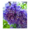 Jacaranda Mimosifolia (flamboyant Bleu) Bleu - Taille Pot De 3 Litres - 80/100 Cm -Jardin Harmonie Soldes Boutique 64038b2e2ed167.74469299