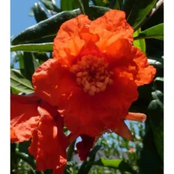 Punica Granatum (grenadier à Fruits) Taille Pot De 7 Litres ? 100/120 Cm - Rouge -Jardin Harmonie Soldes Boutique 64038b4596f6c9.35717561