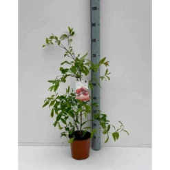 Punica Granatum (grenadier à Fruits) Taille Pot De 7 Litres ? 100/120 Cm - Rouge