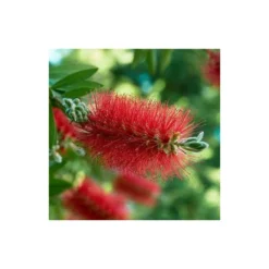 Callistemon Laevis Rouge - Taille Pot De 6 Litres - 100/120 Cm -Jardin Harmonie Soldes Boutique 64038b6058d178.65308417