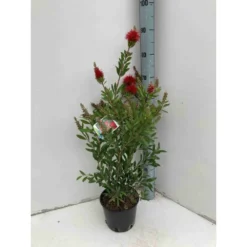 Callistemon Laevis Rouge - Taille Pot De 6 Litres - 100/120 Cm -Jardin Harmonie Soldes Boutique 64038b60621621.41449710