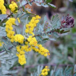 Acacia Baileyana 'purpurea' (acacia Pourpre De Bailey) Jaune - Taille Pot De 3 Litres - 80/100 Cm -Jardin Harmonie Soldes Boutique 64038b61d87853.66386408