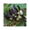 Kennedia Nigricans (pois Corail Noir) Taille Pot De 2 Litres - 80/100 Cm - Jaune -Jardin Harmonie Soldes Boutique 64038b651ca881.23094845