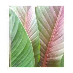 Bananier Musa Sikkimensis Rouge - Taille Pot De 6 Litres - 80/100 Cm -Jardin Harmonie Soldes Boutique 64038b6641c2c4.81760865