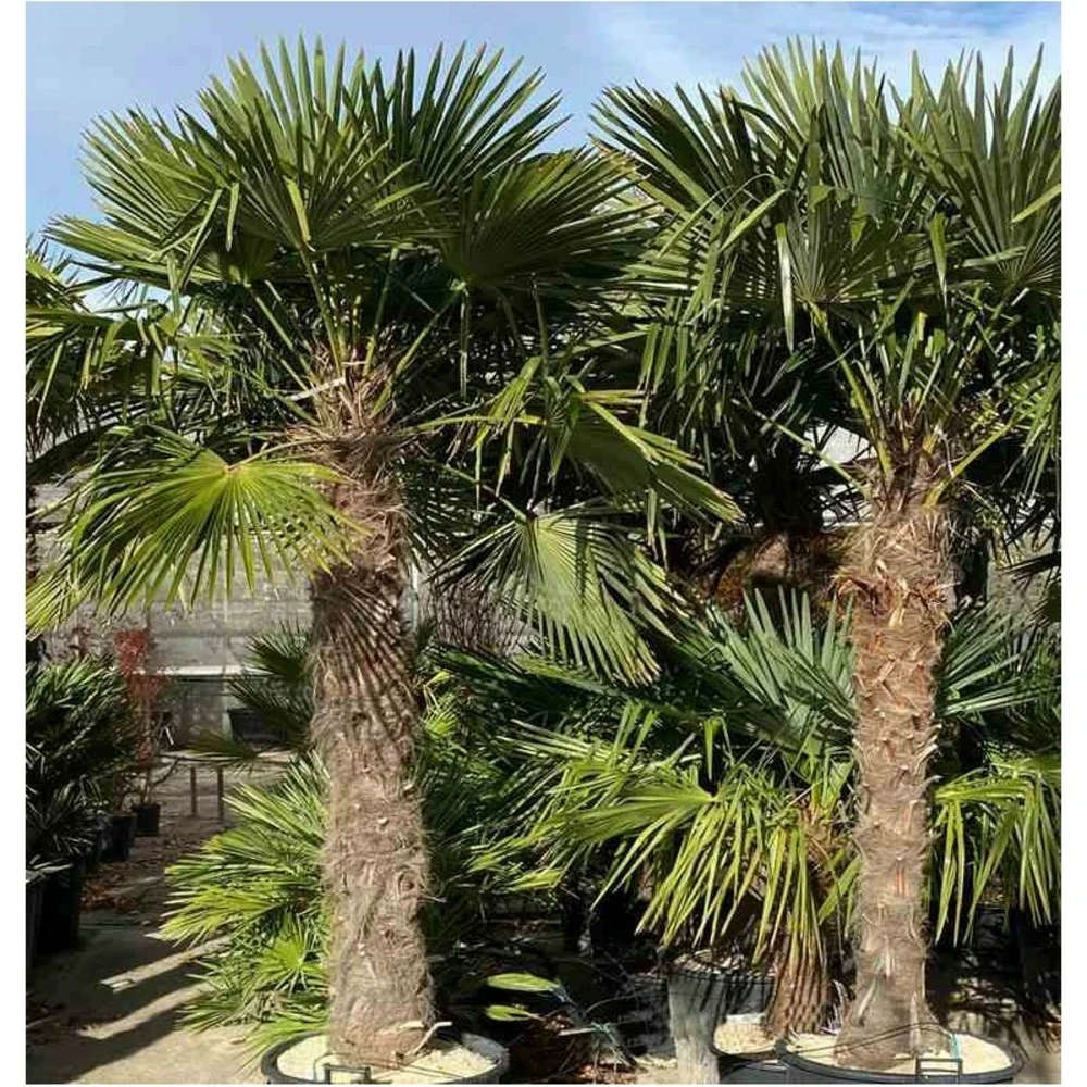 Trachycarpus Fortunei (palmier Chanvre, Palmier Moulin à Vent) 17l - Stipe 20/30 -total 100/120cm 4 Trachycarpus Fortunei (palmier Chanvre, Palmier Moulin à Vent) 17l - Stipe 20/30 -total 100/120cm – Image 2