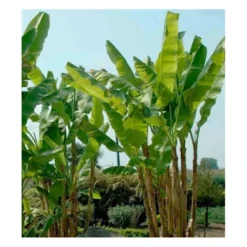 Musa Basjoo X Hybridum (bananier Rustique) Jaune - Taille Pot De 50 Litres - 120/140 Cm Multi Troncs -Jardin Harmonie Soldes Boutique 64038b6dd370d7.76095433