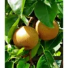 Pyrus Pyrifolia (poirier Chinois Ou Nashi) Blanc - Taille Pot De 5 Litres - 100/120 Cm -Jardin Harmonie Soldes Boutique 64038b6f9470f6.50551373