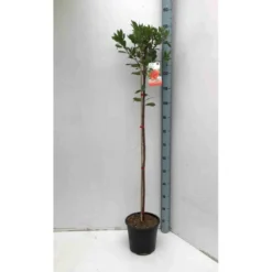 Arbutus Unedo Var. Rubra (arbousier) Blanc - Taille Pot De 2 Litres ? 30/40 Cm -Jardin Harmonie Soldes Boutique 64038b70ba9584.03794741