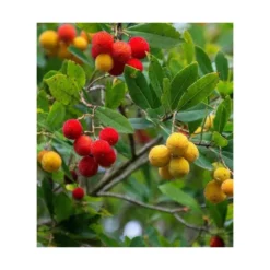 Arbutus Unedo Var. Rubra (arbousier) Blanc - Taille Pot De 2 Litres ? 30/40 Cm -Jardin Harmonie Soldes Boutique 64038b70c1f563.02804112