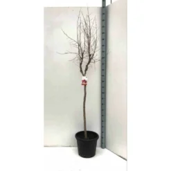 Punica Granatum (grenadier à Fruits) Rouge - Taille Pot De 17 Litres ? 160/180 Cm -Jardin Harmonie Soldes Boutique 64038b794d3468.11949685