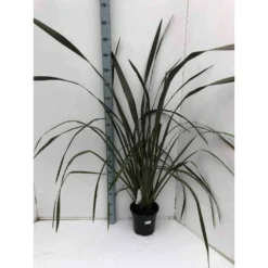 Phormium Tenax Var. Purpurea (lin De Nouvelle-zélande) Taille Pot De 6 Litres - 80/100 Cm - Jaune Et Rouge -Jardin Harmonie Soldes Boutique 64038b7e5309e8.15262897