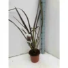 Phormium Tenax Var. Purpurea (lin De Nouvelle-zélande) Taille Pot De 6 Litres - 80/100 Cm - Jaune Et Rouge