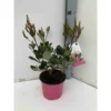 Rhaphiolepis Indica Rose - Taille Pot De 15 Litres ? 140/160 Cm -Jardin Harmonie Soldes Boutique 64038b860bc8d2.93309843
