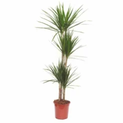 Dracaena Marginata 'green' (dragonnier) Taille Pot De 6l - 4 Pieds - 110/130cm -Jardin Harmonie Soldes Boutique 64038b87899127.76714851