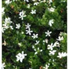 Carissa Grandiflora Blanc - Taille Pot De 4 Litres - 50/70 Cm -Jardin Harmonie Soldes Boutique 64038b88dde081.48857798