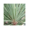 Cordyline Australis Pink Champagne Blanc - Taille Pot De 7 Litres ? 60/80 Cm -Jardin Harmonie Soldes Boutique 64038b8be68613.19722658