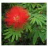 Calliandra Tweedii Taille Pot De 3 Litres - 80/100 Cm 2 Calliandra Tweedii Taille Pot De 3 Litres - 80/100 Cm -Jardin Harmonie Soldes Boutique 64038b90335da4.67084299