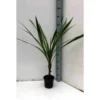 Cordyline Australis Blanc - Taille Pot De 7 Litres ? 100/120 Cm -Jardin Harmonie Soldes Boutique 64038b929d5e77.21981717