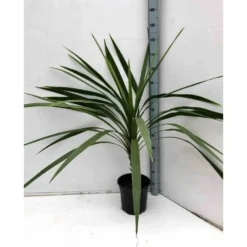 Cordyline Australis Blanc - Taille Pot De 7 Litres ? 100/120 Cm -Jardin Harmonie Soldes Boutique 64038b92a2d989.18243934