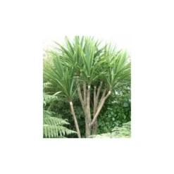 Cordyline Australis Blanc - Taille Pot De 7 Litres ? 100/120 Cm -Jardin Harmonie Soldes Boutique 64038b92a6b338.42905672