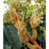 Tetrapanax Papyrifer ( Arbre à Papier De Riz) Blanc - Taille Pot De 5 Litres ? 60/80 Cm -Jardin Harmonie Soldes Boutique 64038b93f076e6.49416771