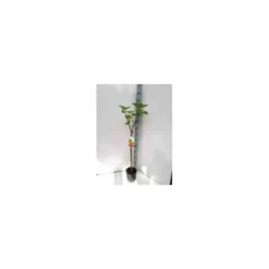 Ficus Carica (figuier) Blanc - Taille Pot De 5 Litres ? 80/100 Cm -Jardin Harmonie Soldes Boutique 64038b954c09f2.31800998